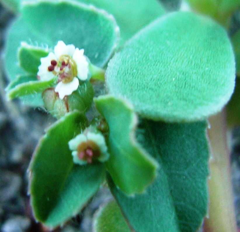 Chamaesyce cfr. canescens